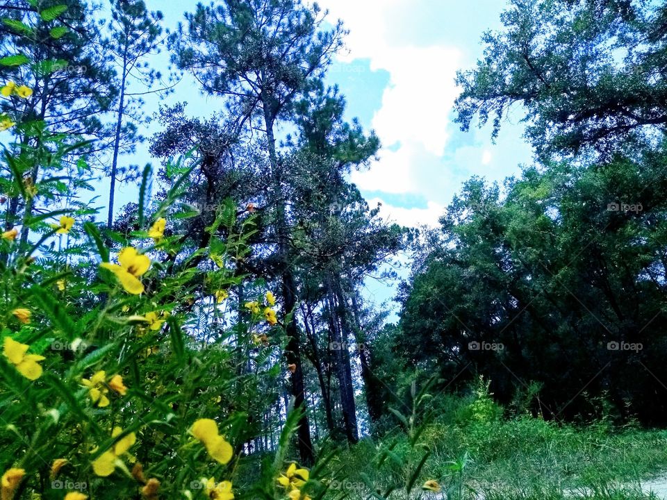 Summer walk in the woods