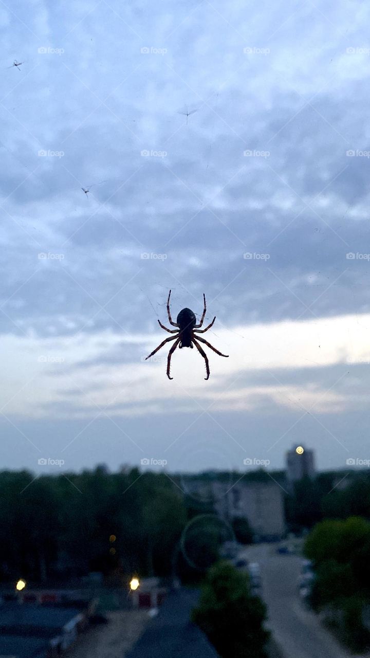 Spider