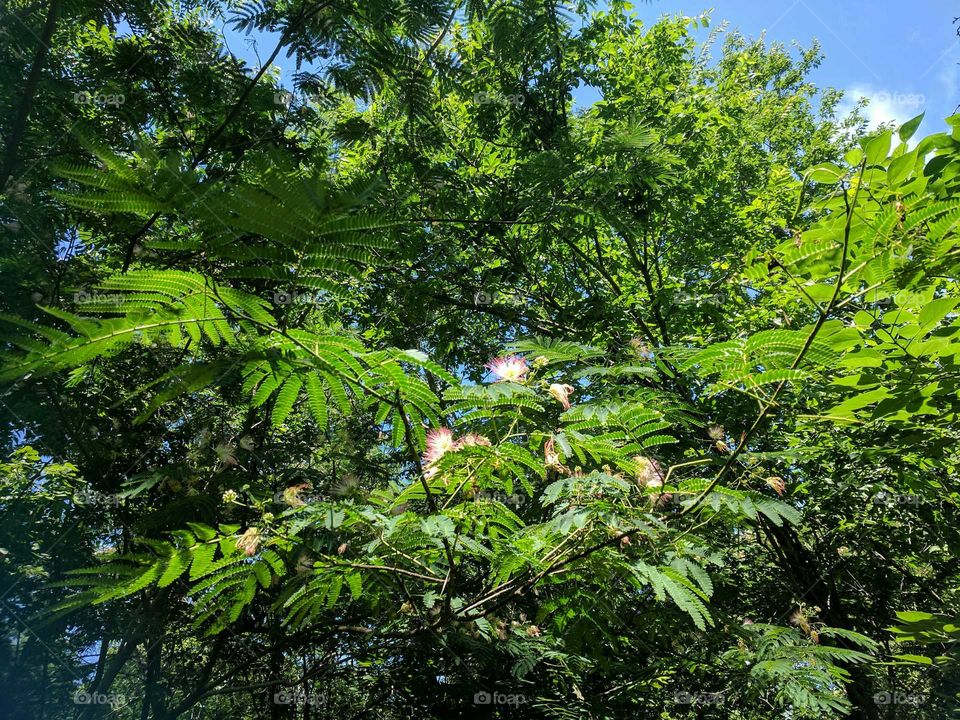 Mimosa tree