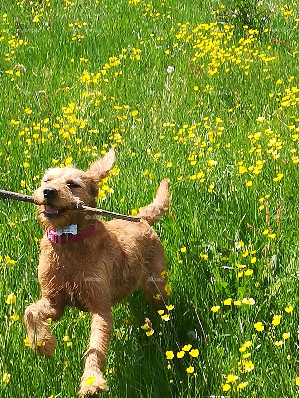 Running Dog With Stick