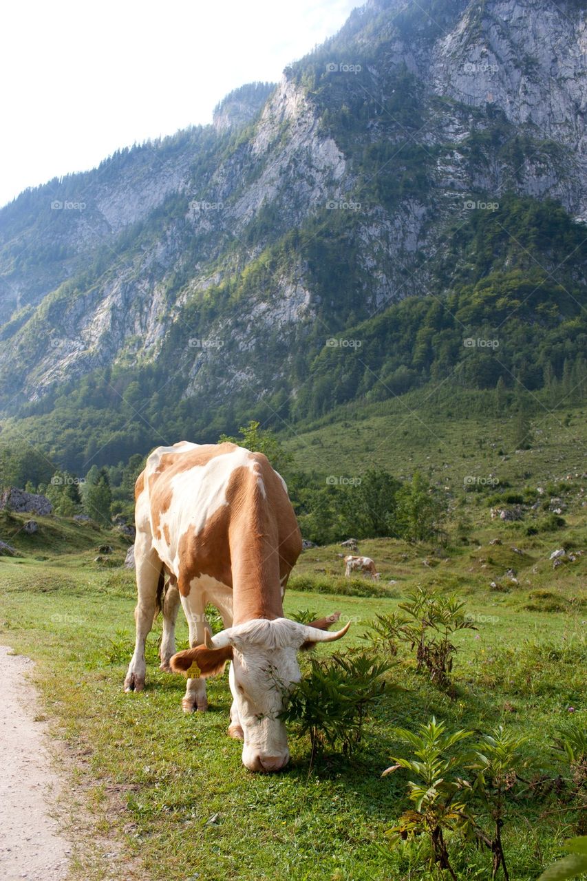 Cow grazing in grass