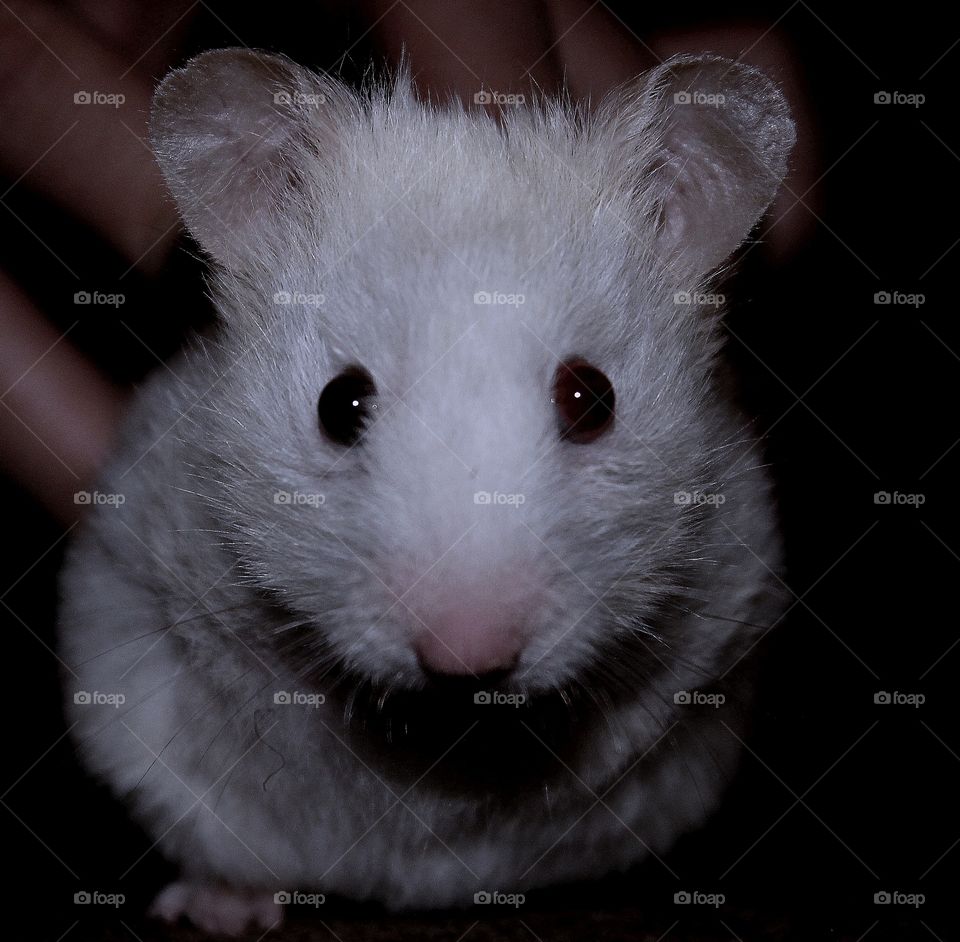 Hamster