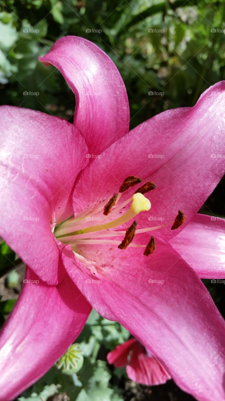 my lilly. didn't even bloom last year was to cold & short of a summer