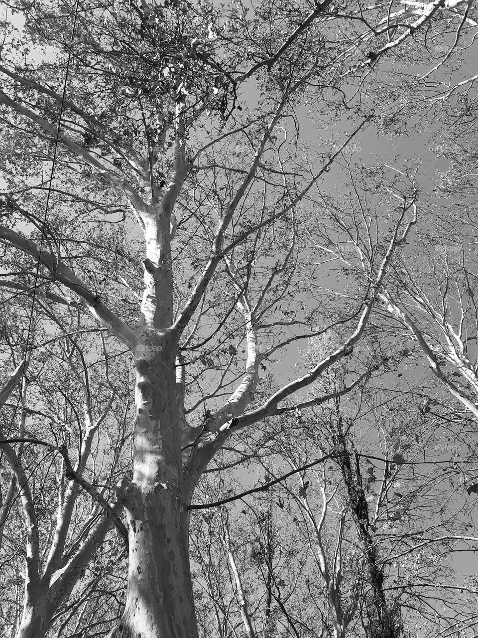 árboles en blanco y negro