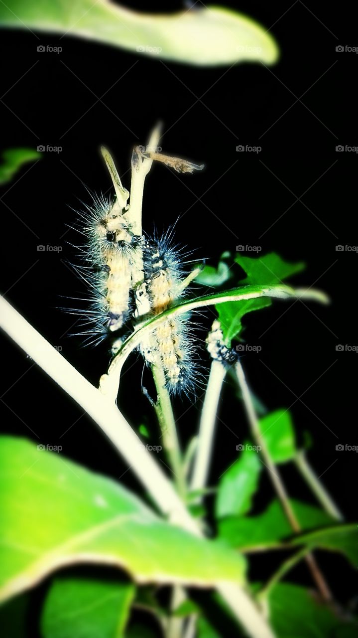 Two worms eating leafs