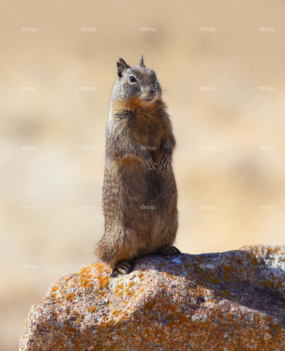 Squirrel on a Rock