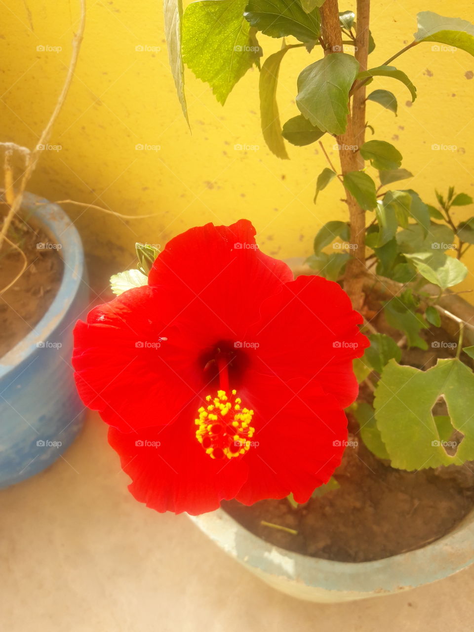 beautiful hibiscus flower