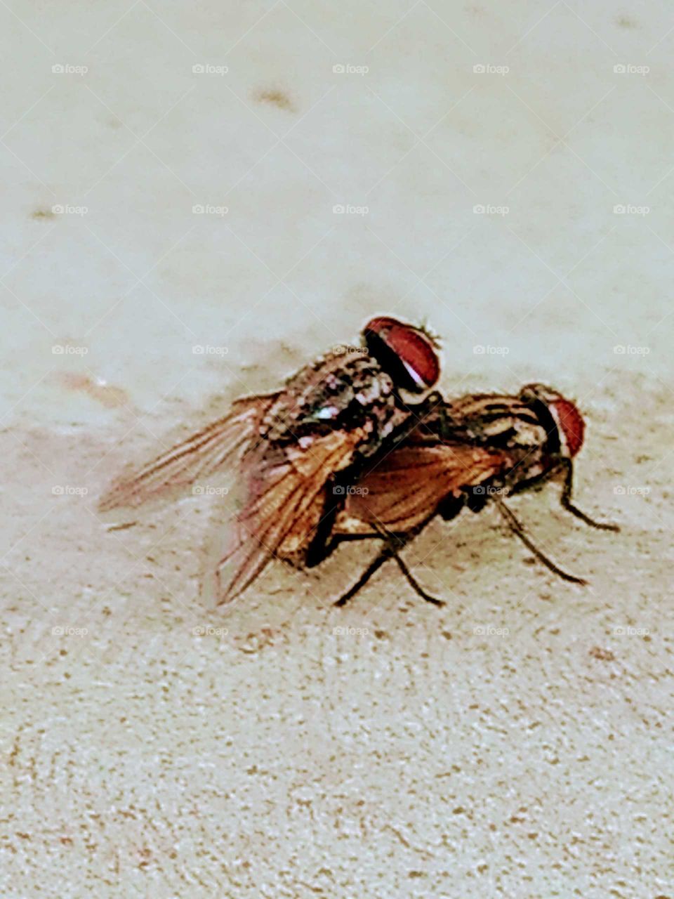 housefly mating