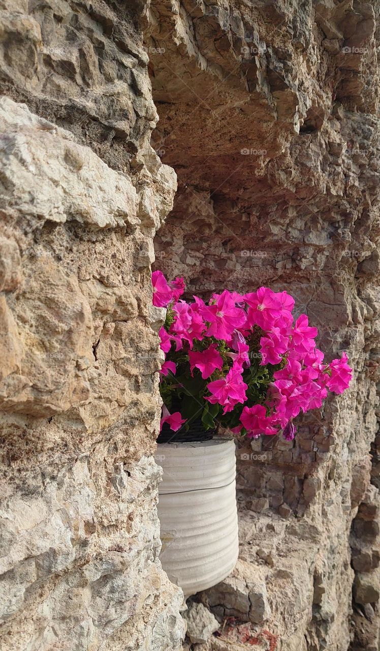 Wall and flowers