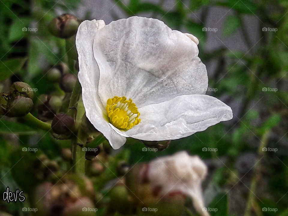 A flower blossoms for its own joy 🌼

--- Oscar Wilde