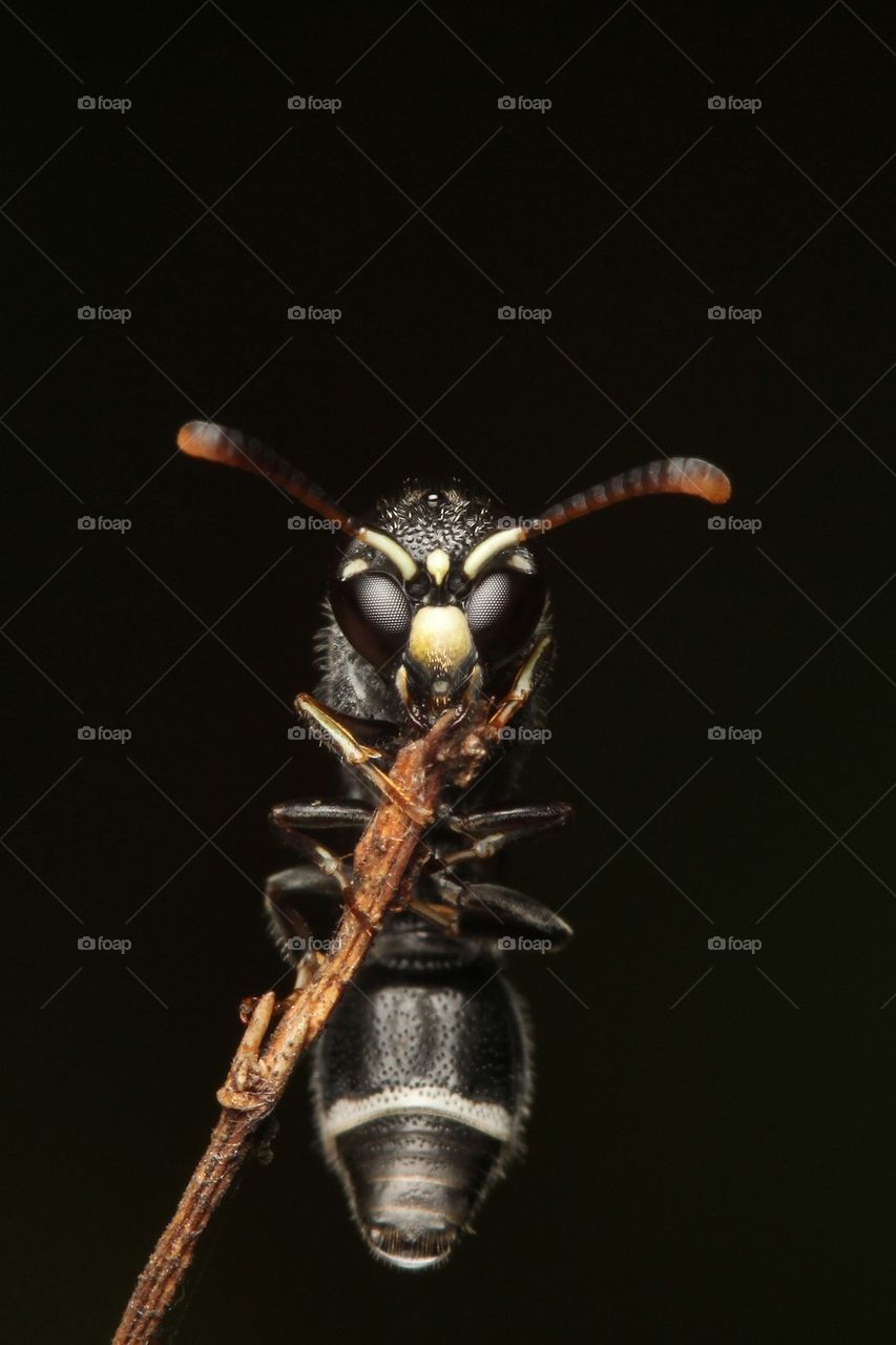 Black hornet