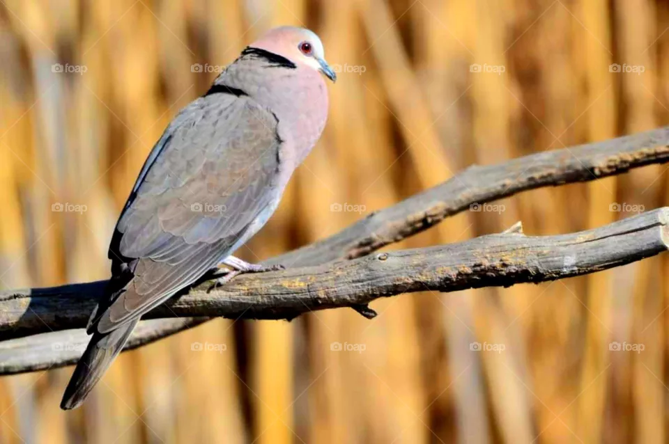 dove