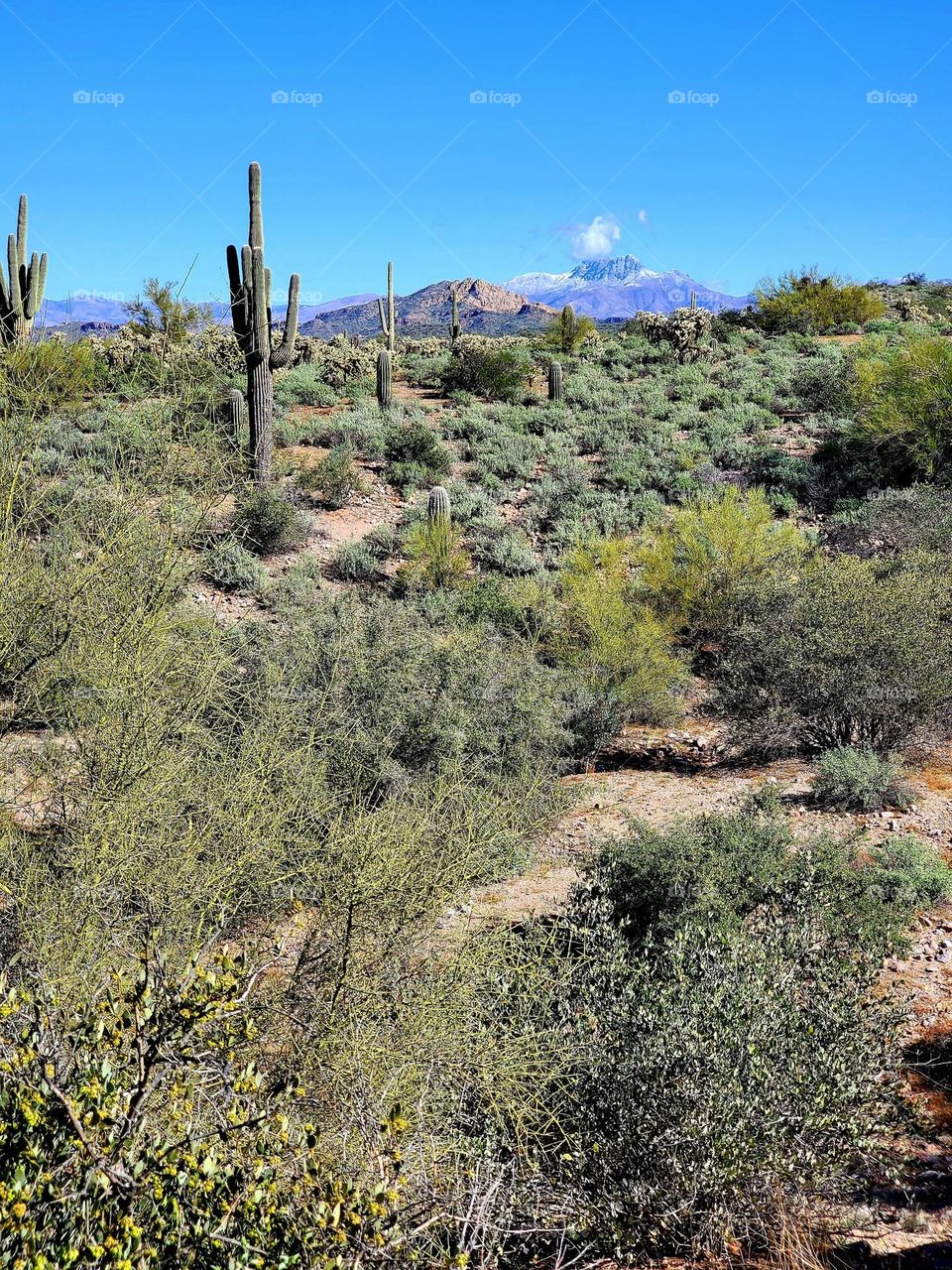 A Beautiful Day in the Arizona Desert