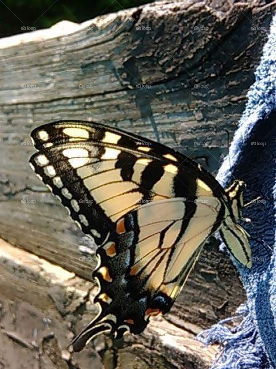 Butterfly decided to share my towel as I lay out by the pool