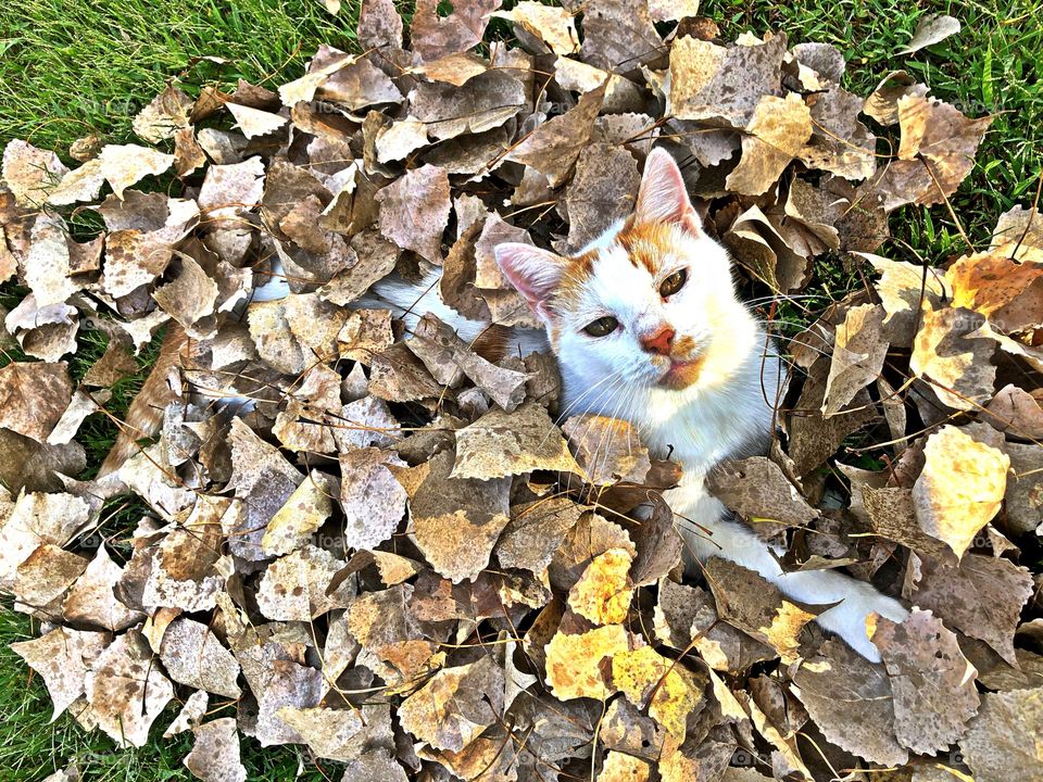 cat in leaves