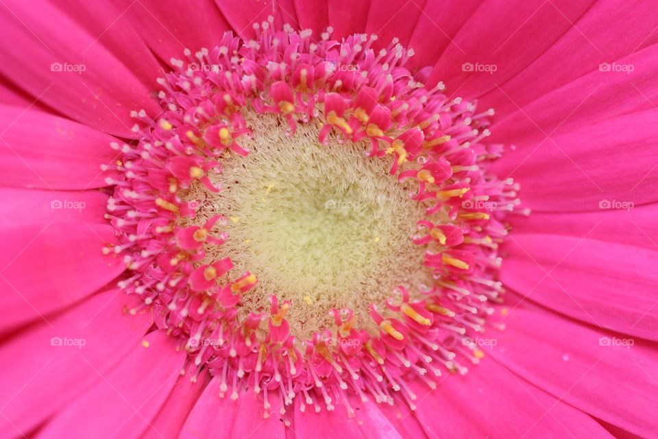 Pink flower. Macro shot of a ping Gerber  showing the stamens 