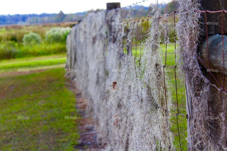 Fence with Spanish Moss