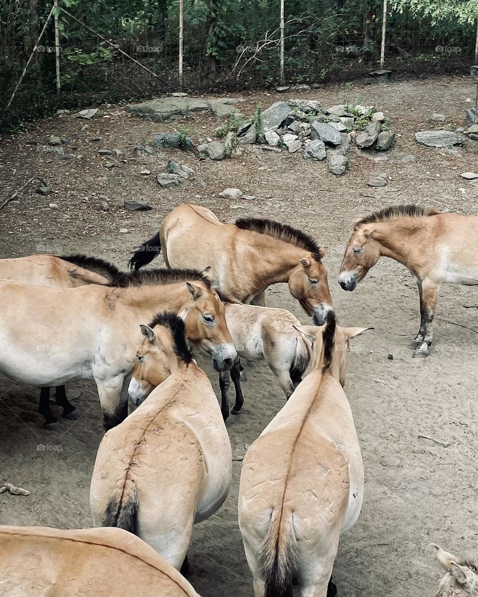 Donkeys at the Bronx zoo