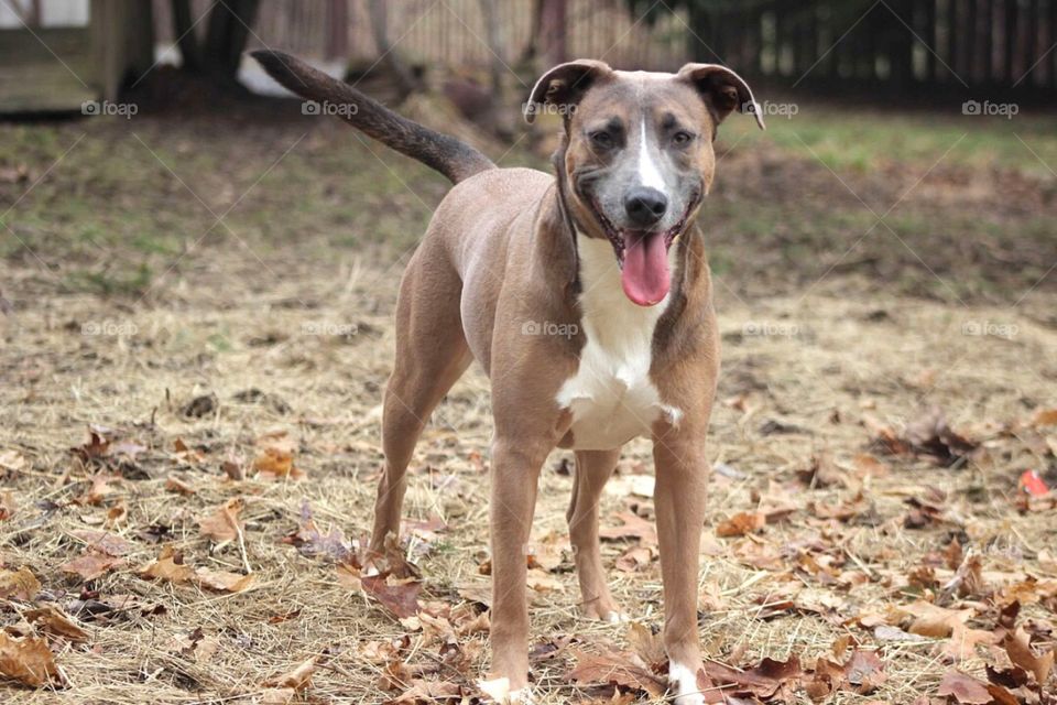 Smiling dog!