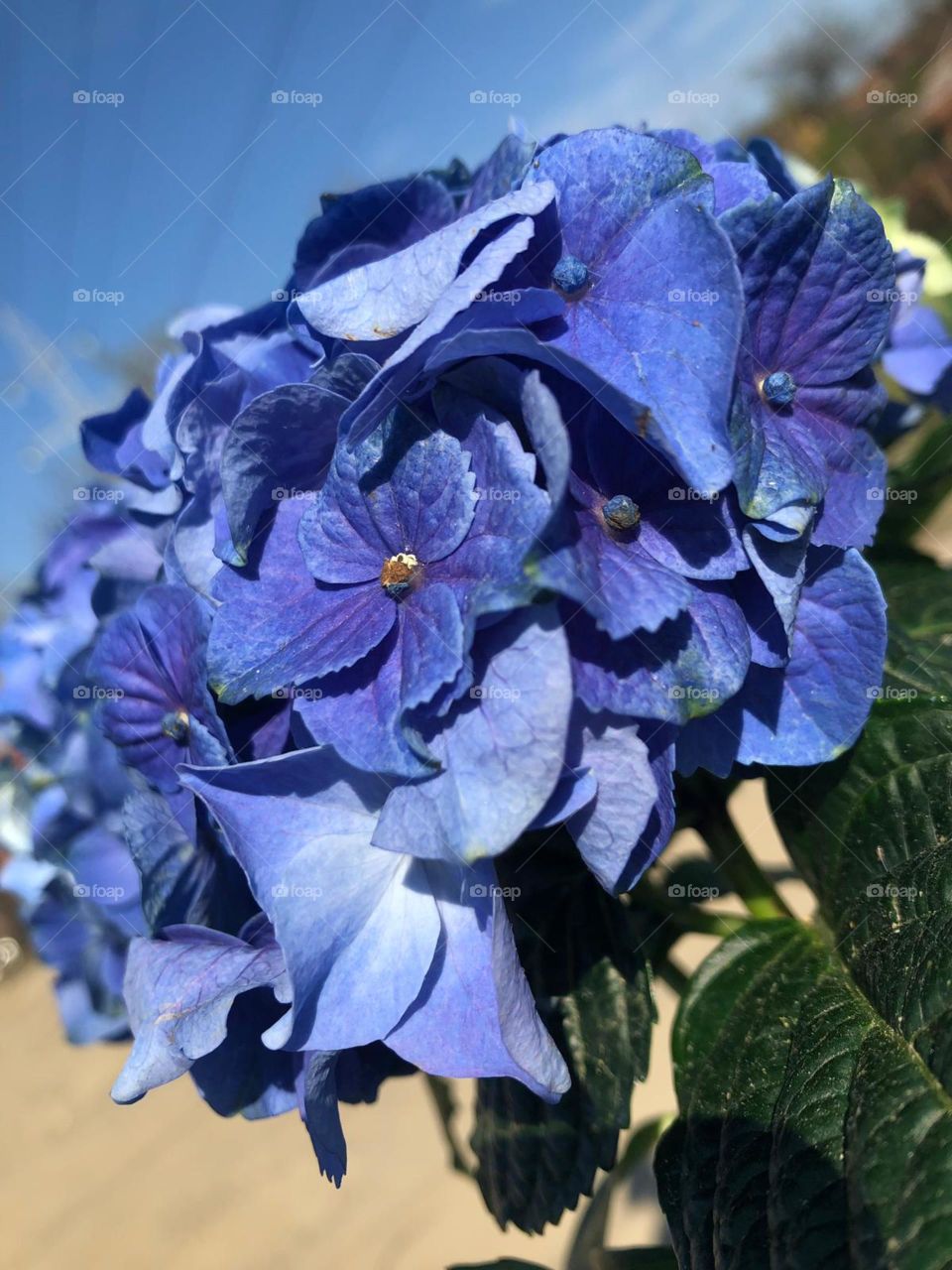 hydrangea