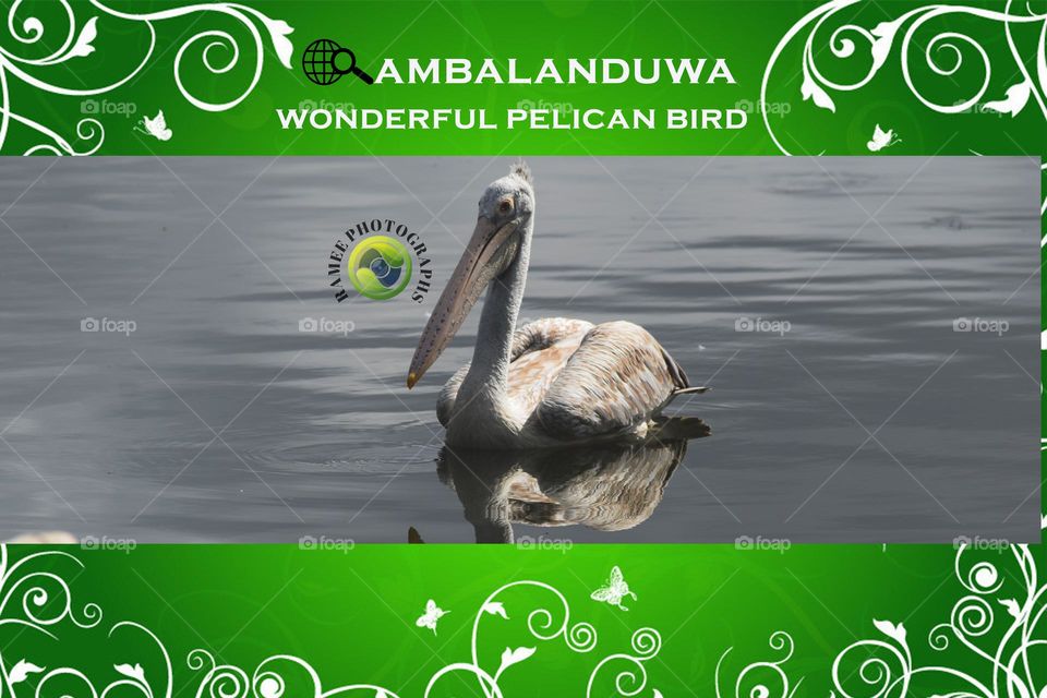 wonderful pelican bird design sri Lanka lake view