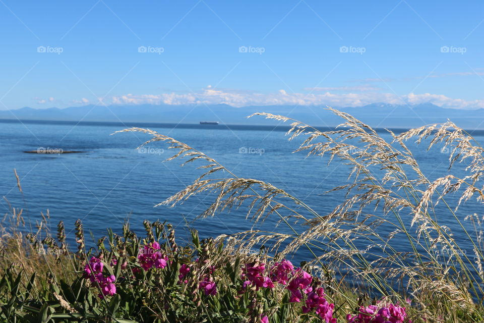 Calm Pacific perfectly framed with blooming flowers in summertime and mountains far in a distance and sky as blue as the ocean making the  the mind soar ...