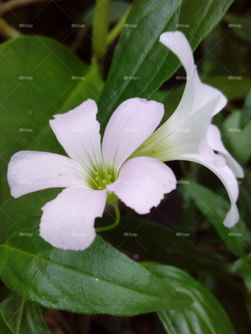 White Flowers