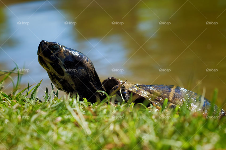 Yellow bellied slider turtle slowly creeping up the bank at a pond in Arapahoe North Carolina. 