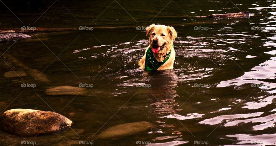Dog goes for a swim 