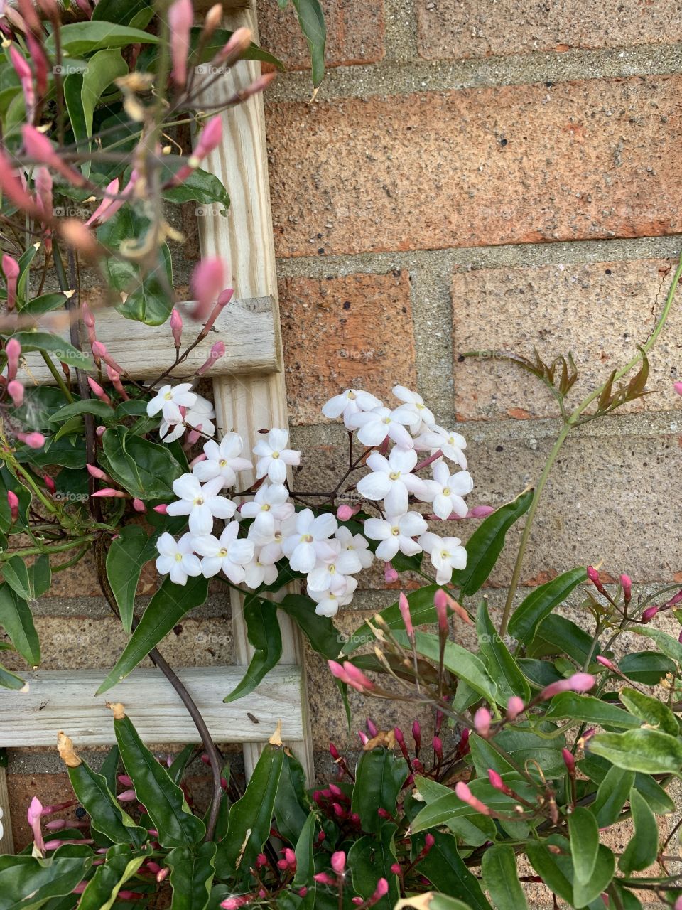 Jasmine flowers 