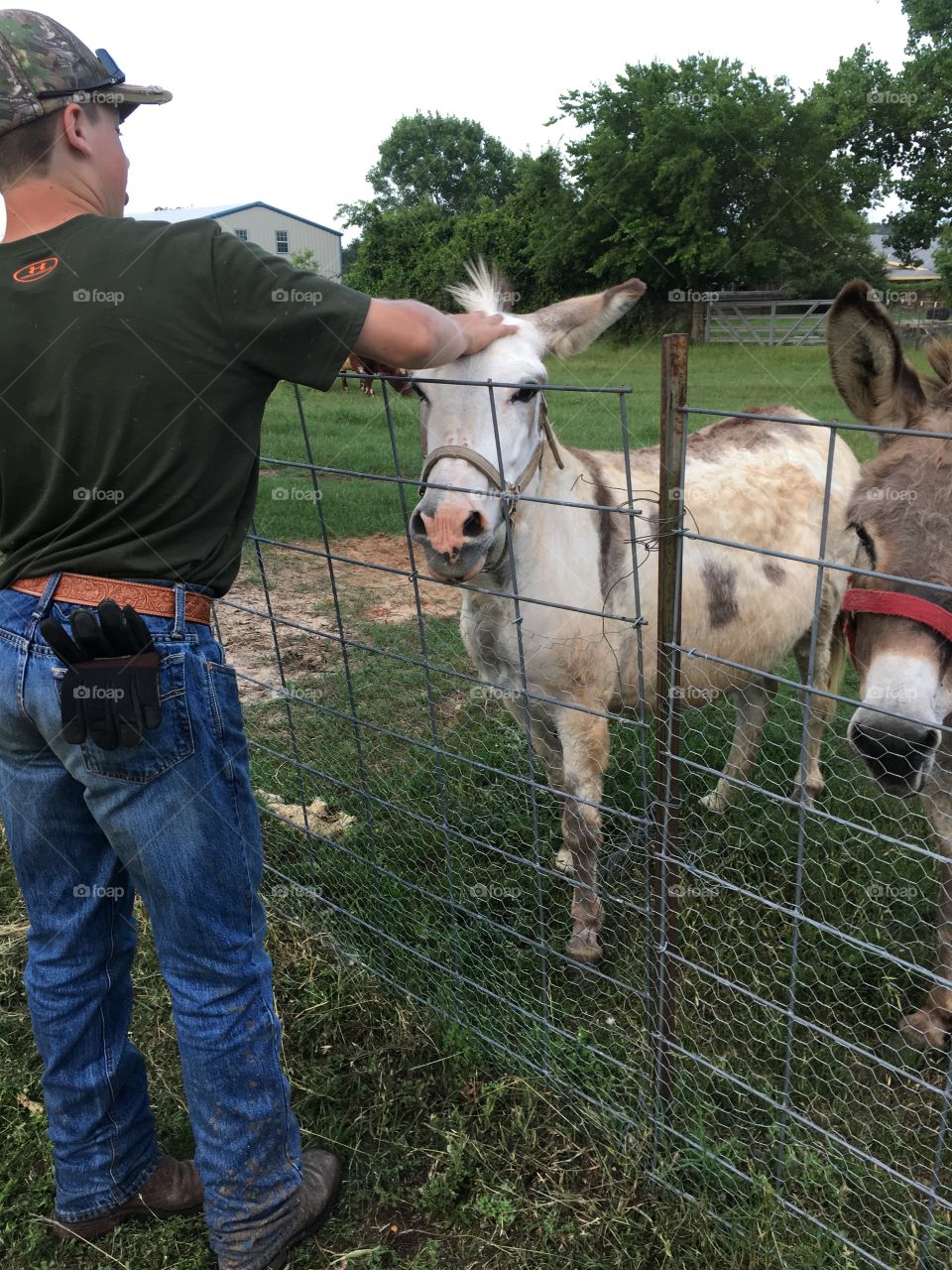 Pet donkeys. 