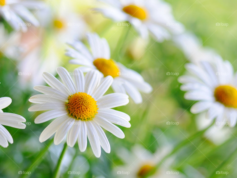 Small drops of water on top of a beautiful sun flower;is whith