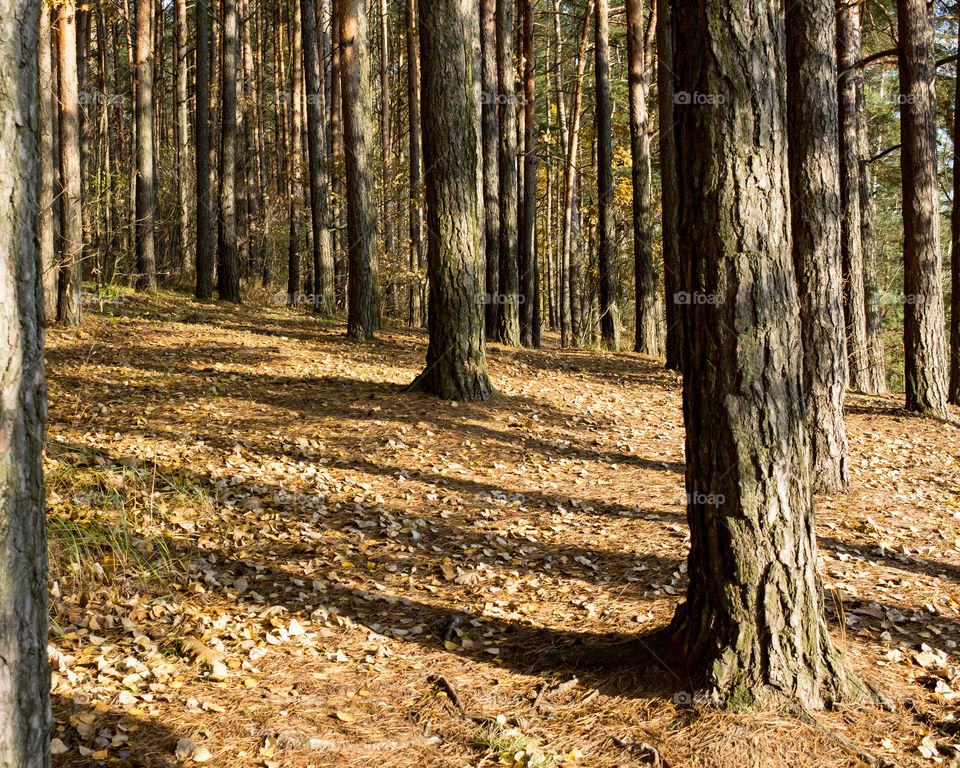 Autumn pine forest