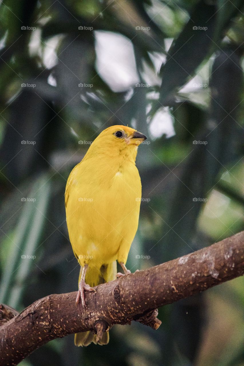 Yellow bird on branch 