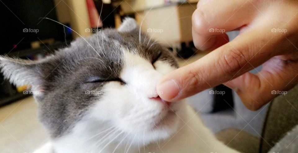kitty nose boop