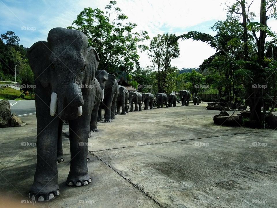 Elephant caravan