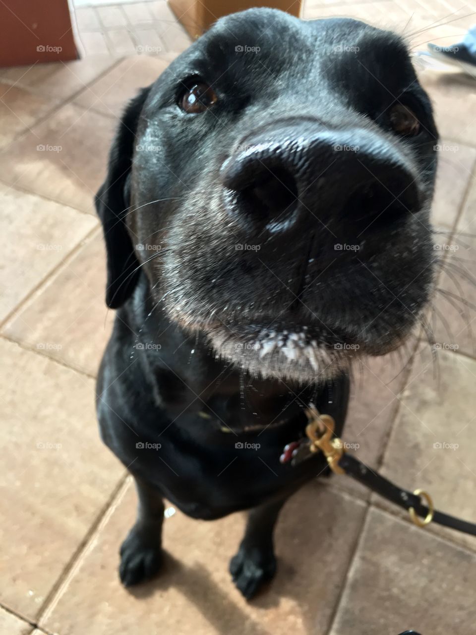 Black lab with milk mustache from starbucks