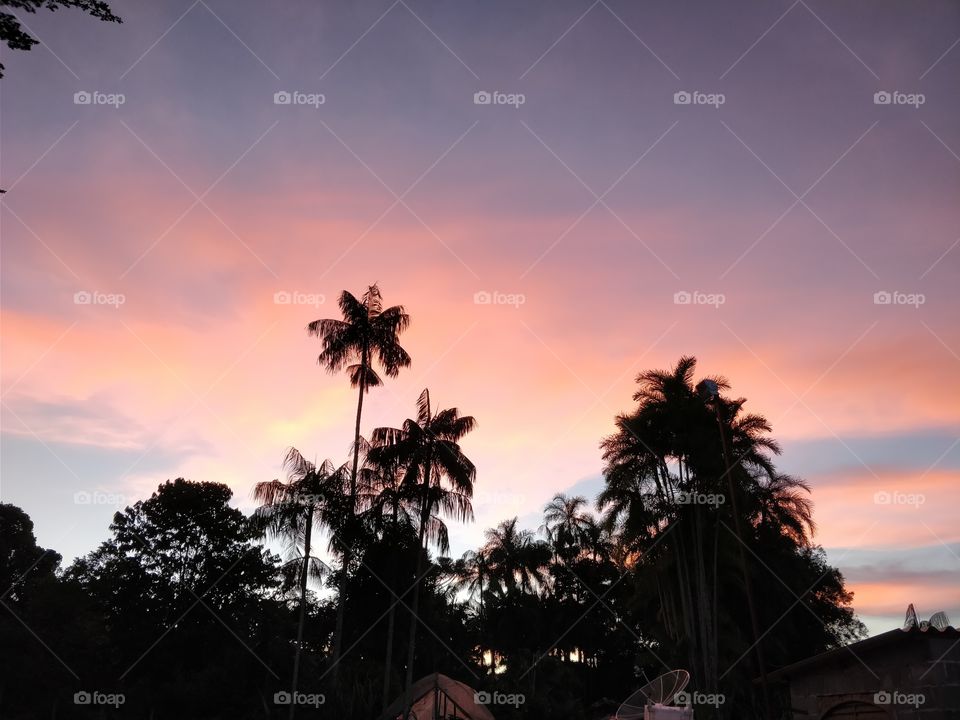 sol, entardecer, Palmeiras,