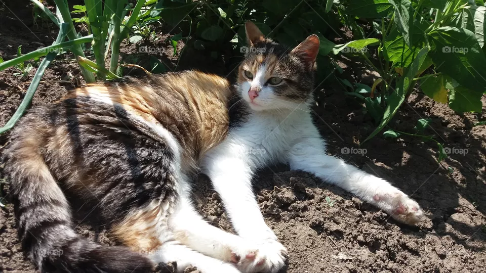 Cat