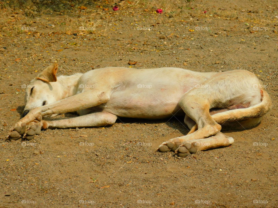 Sleeping animal, dog on ground in India