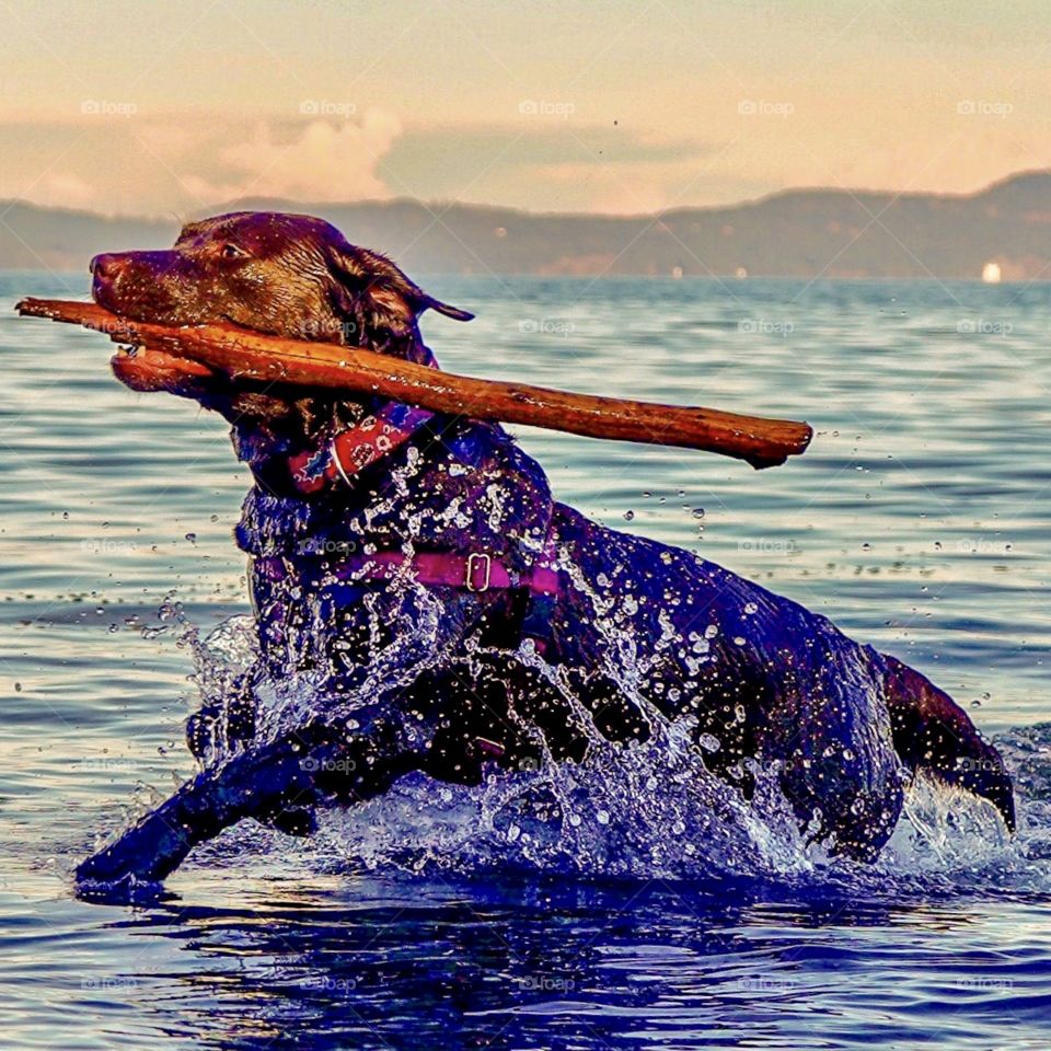 Chocolate Labrador dog bursts out of ocean with stick 