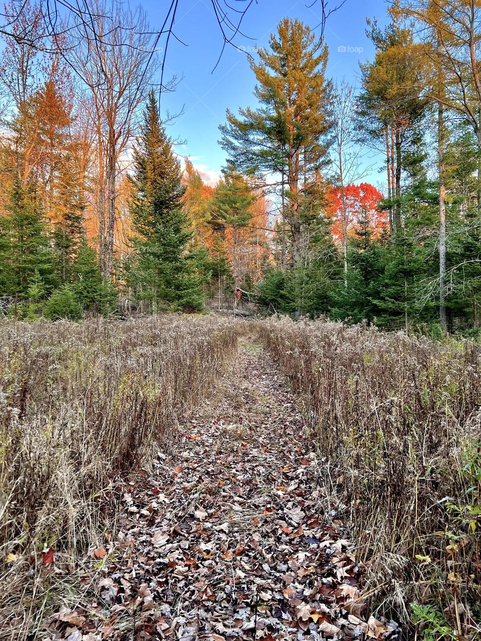 Autumn field at dusk 