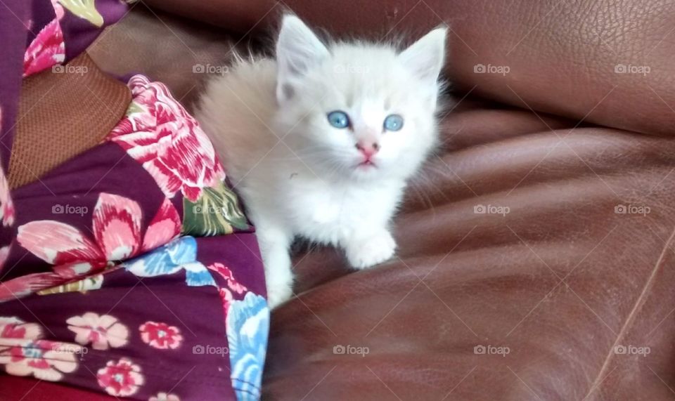 Gato blanco de ojos azules.