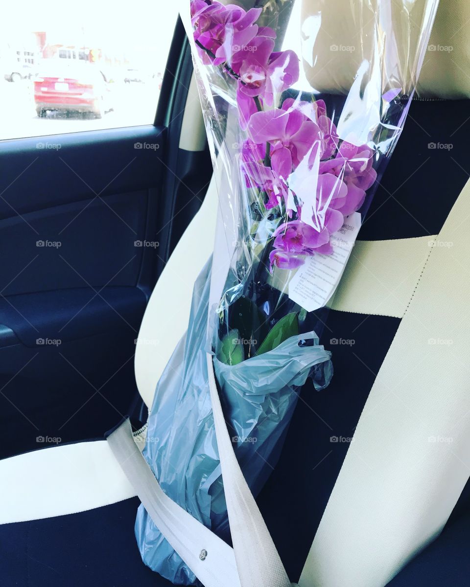 Transporting an orchid flower with a seat belt on to Office 