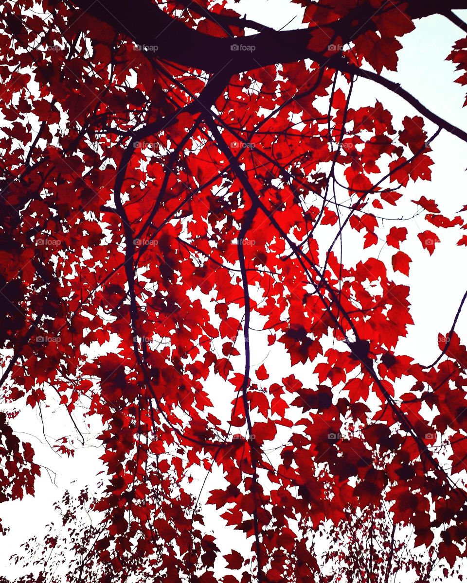 "Red Fall."