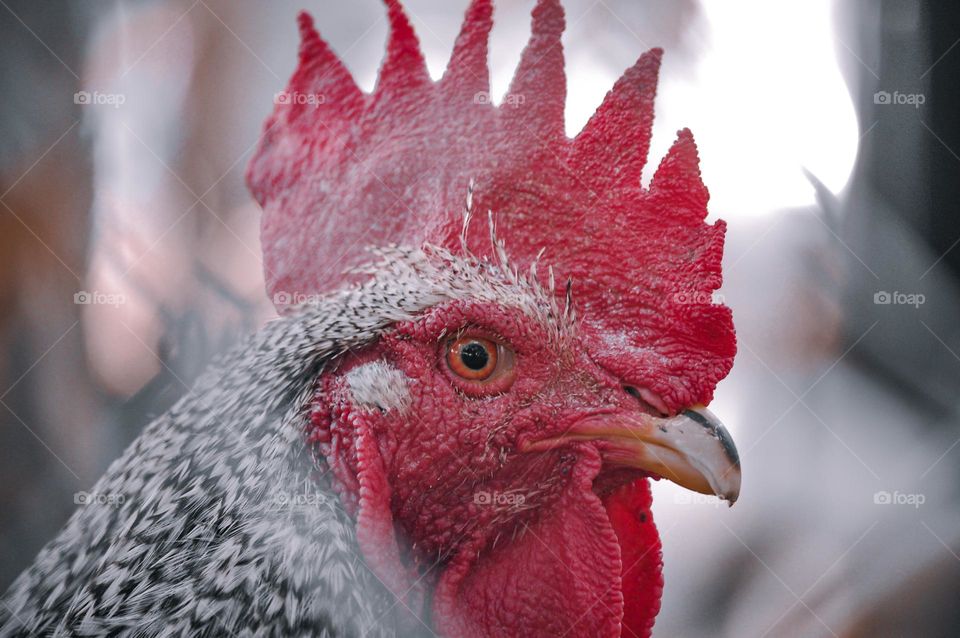 Close-up of a chicken looking at front 