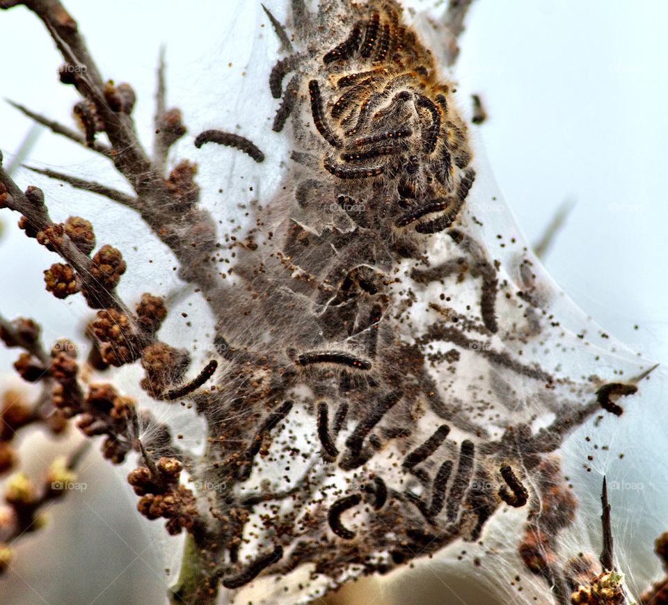 Close-up of caterpillar nest