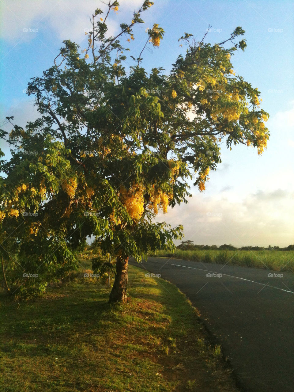 Yellow blossomed tree hanging over a country road on the African