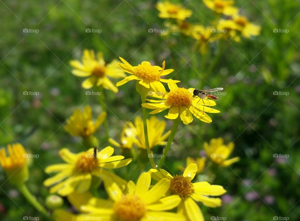 Tickle Bee