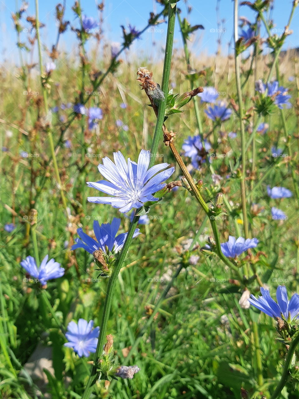 field of flowers